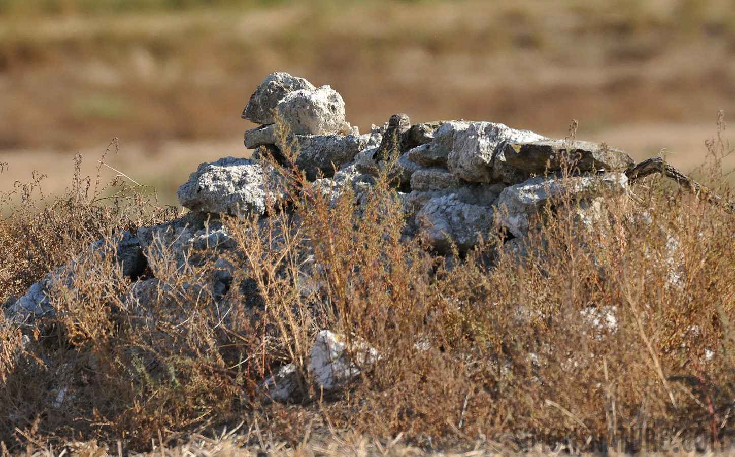 Athene noctua vidalii [550 mm, 1/2500 sec at f / 8.0, ISO 1600]